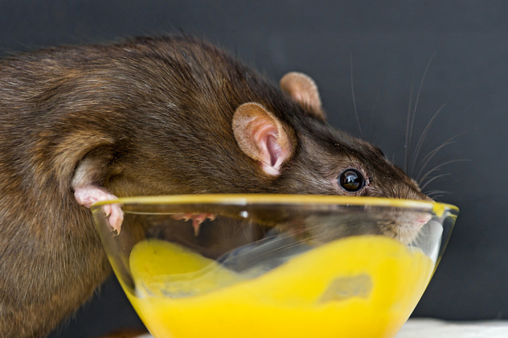 Как диета у самцов крыс влияет на поведение потомства